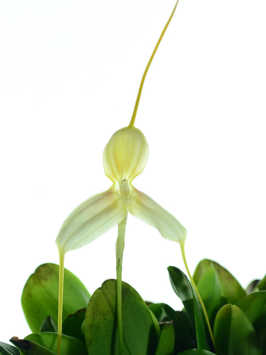 Masdevallia klabochorum