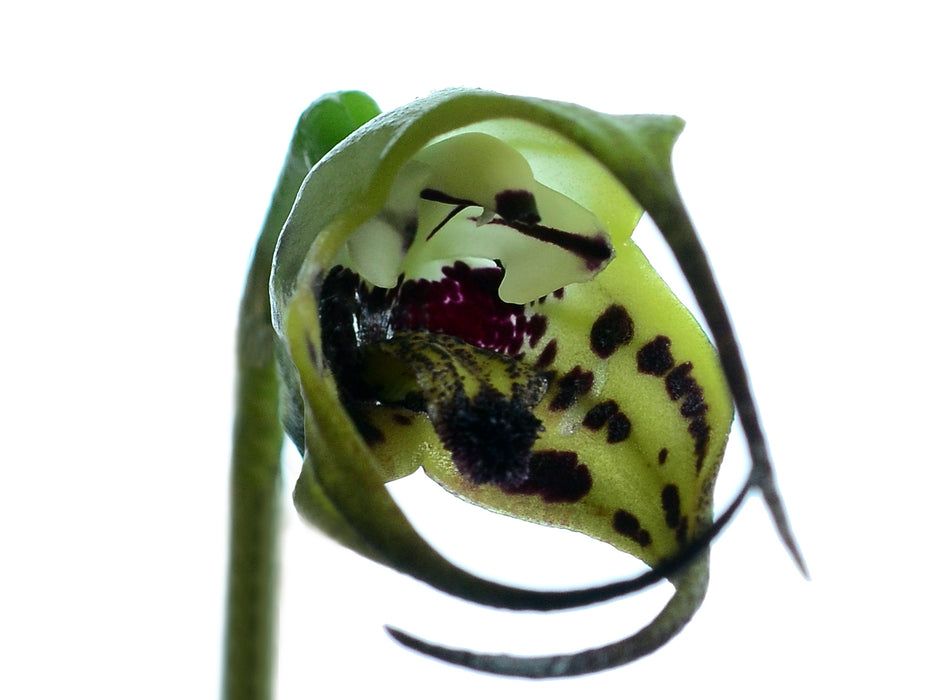 Masdevallia lappifera