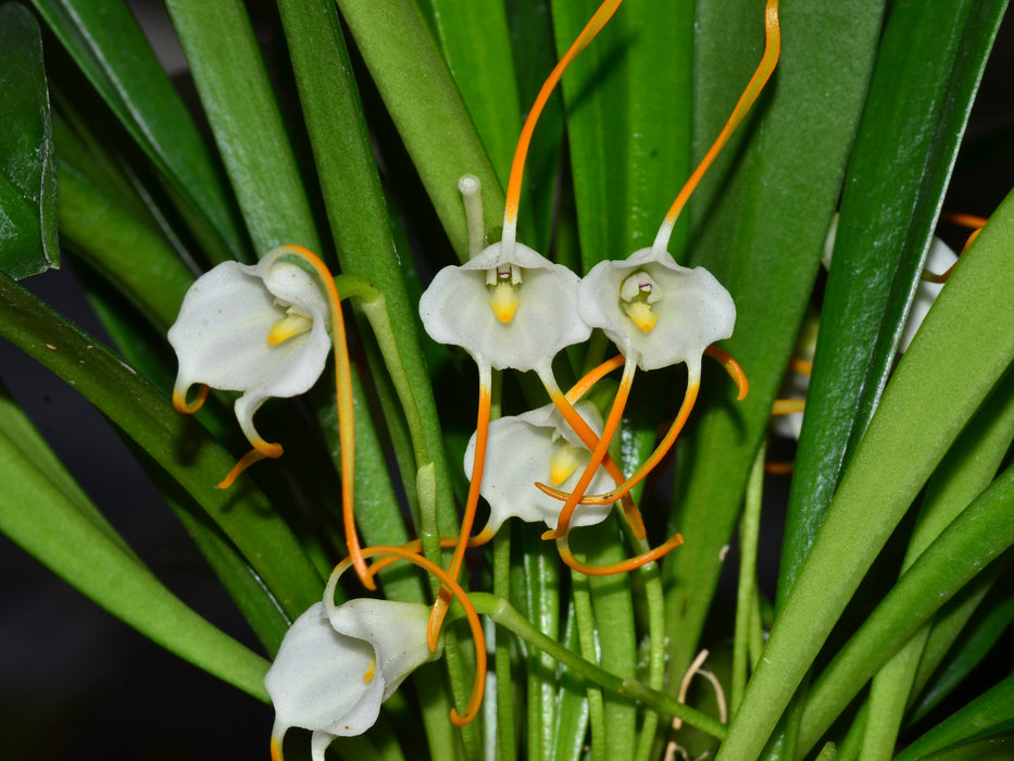 Masdevallia laucheana