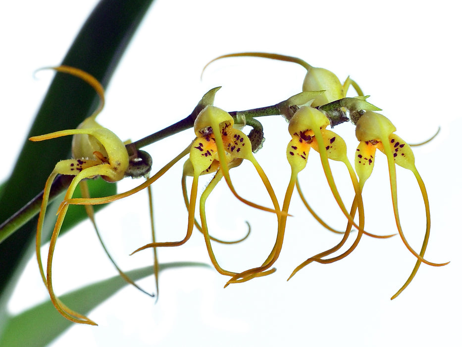 Masdevallia lehmannii