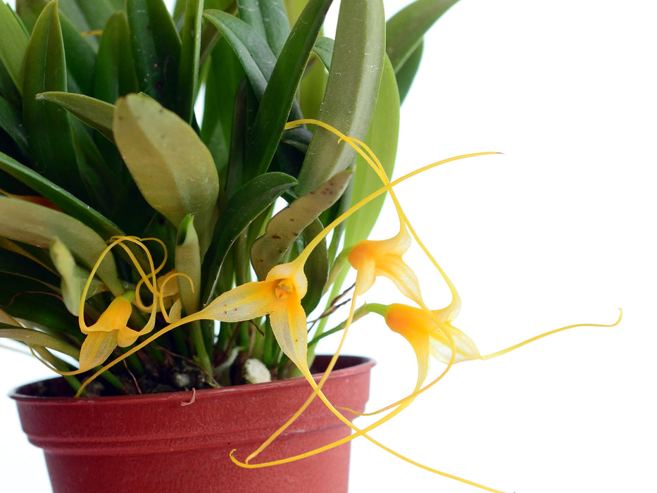 Masdevallia leonardoi