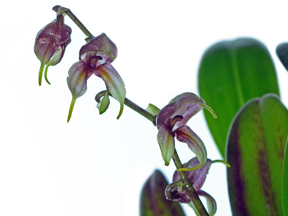 Masdevallia pachyura f. leptoura