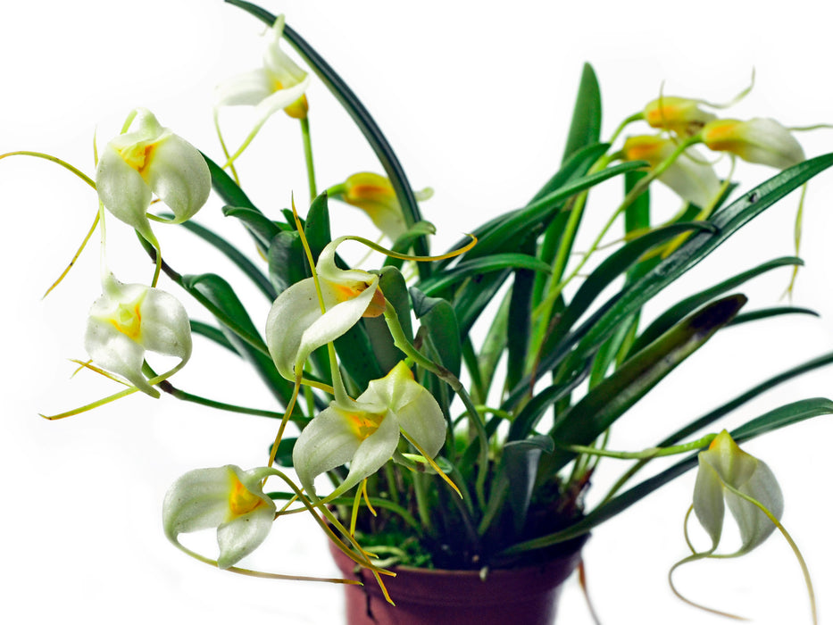 Masdevallia leucantha