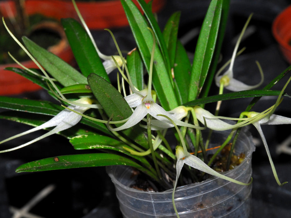 Masdevallia lilacina