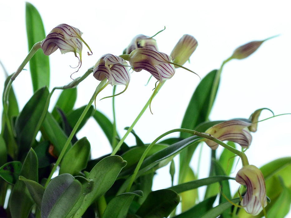 Masdevallia lineolata