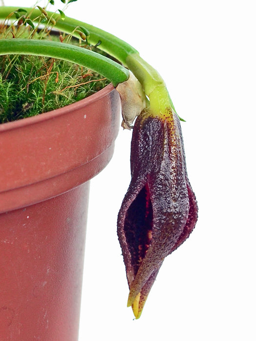 Masdevallia lintricula