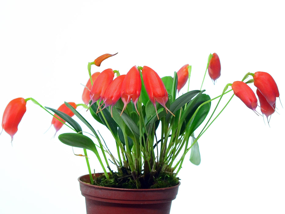 Masdevallia lucernula