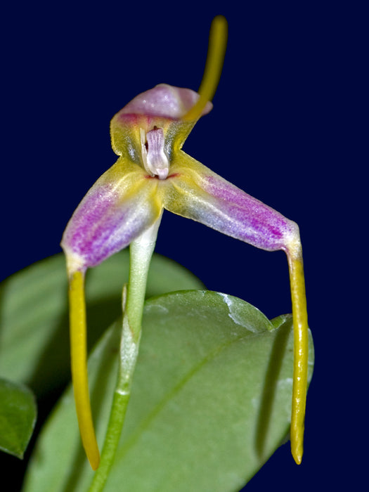 Masdevallia ludibunda