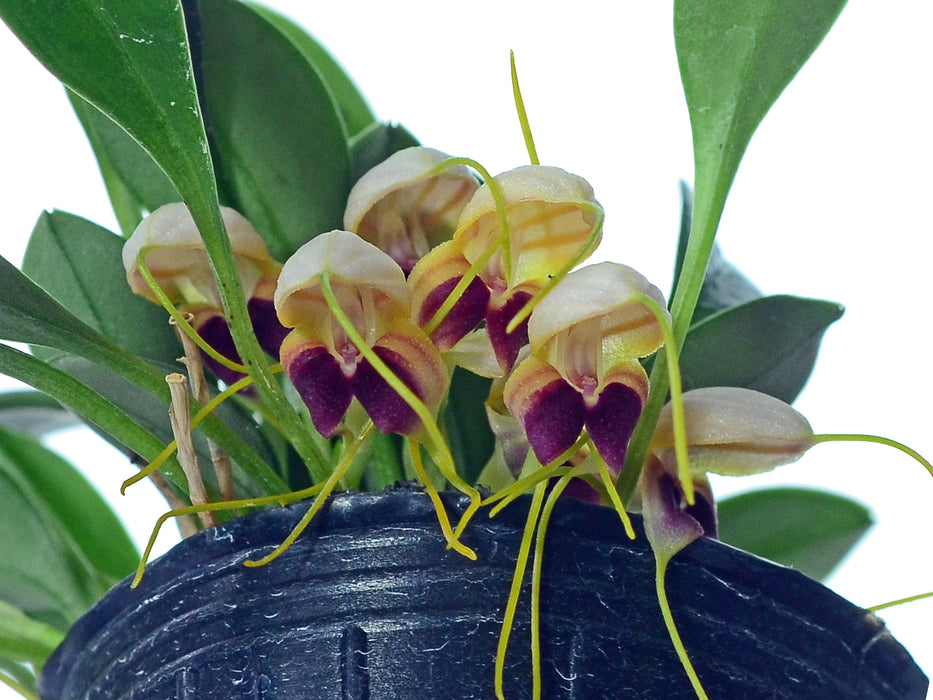 Masdevallia lychniphora