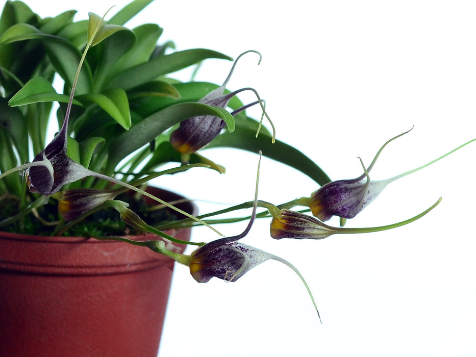 Masdevallia lynniana