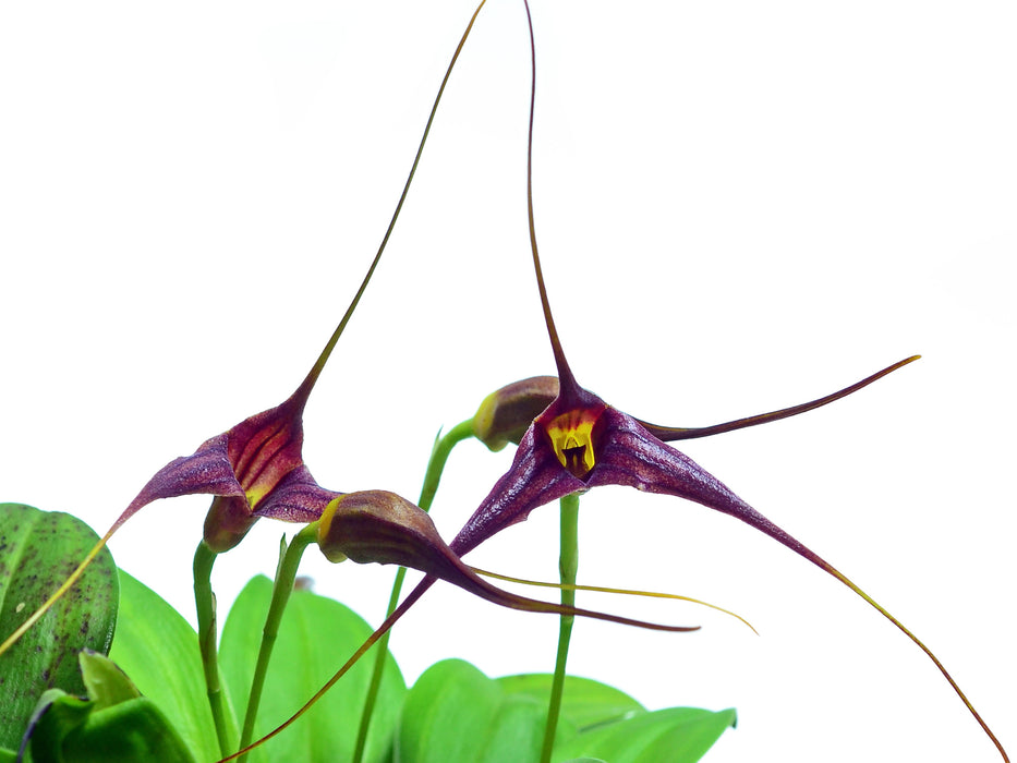 Masdevallia macropus