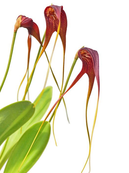 Masdevallia macrura