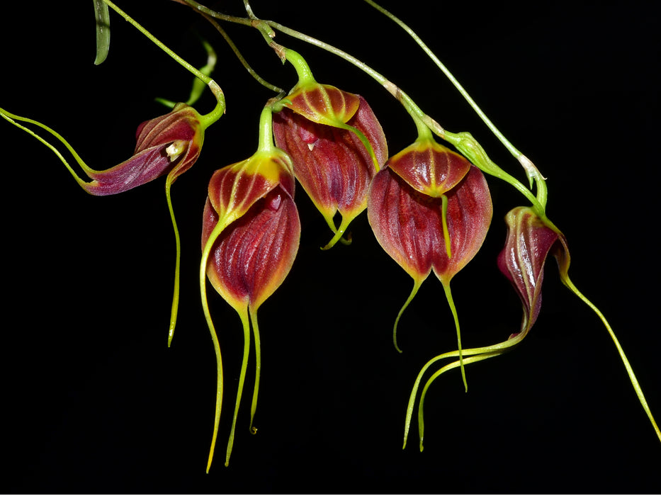 Masdevallia maduroi