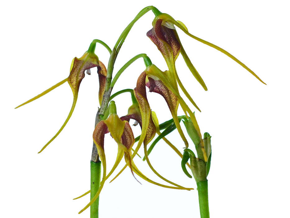 Masdevallia medusa