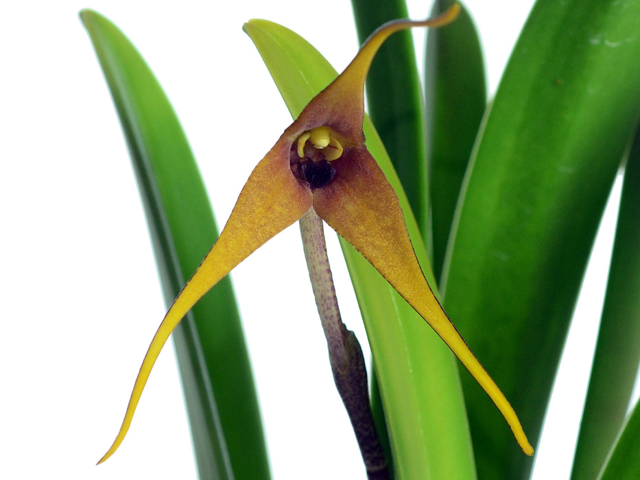 Masdevallia maloi