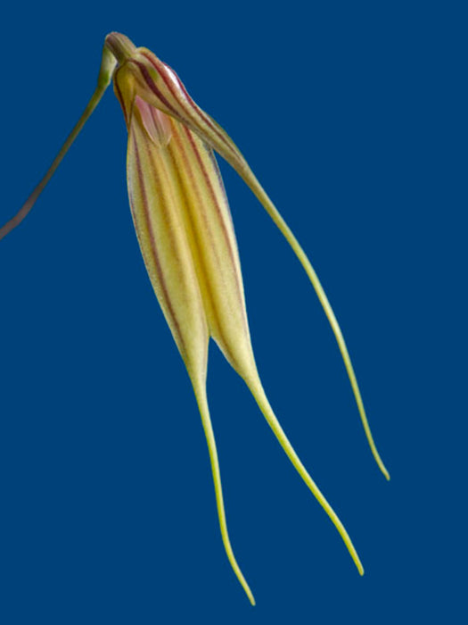 Masdevallia manchinazae