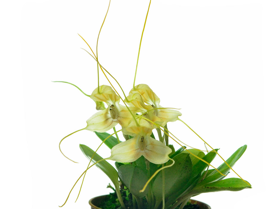 Masdevallia mandarina