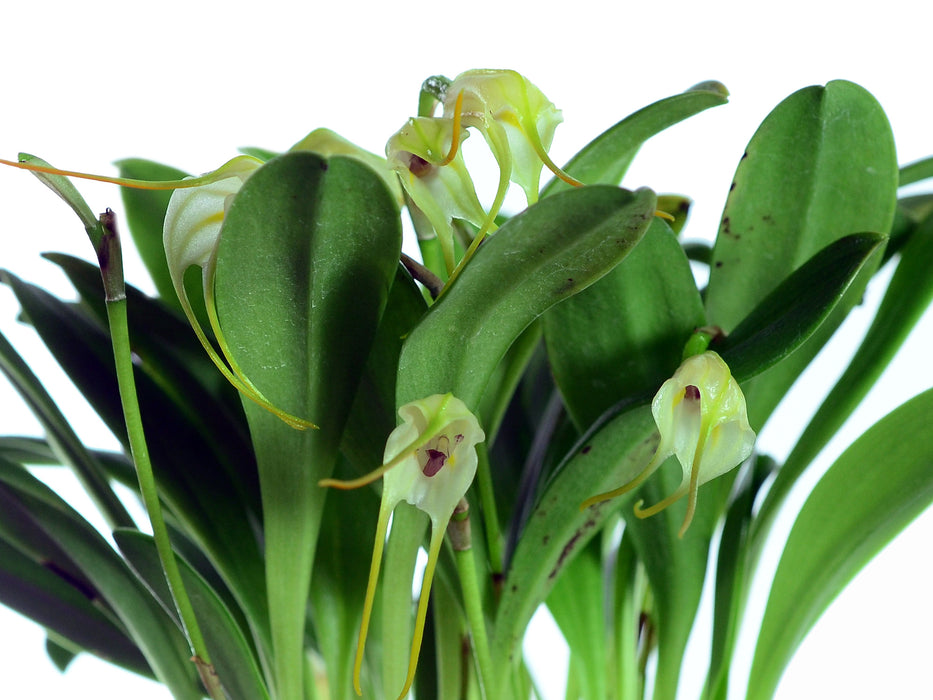 Masdevallia marginella