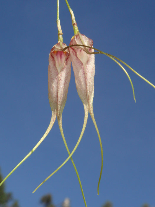 Masdevallia mataxa