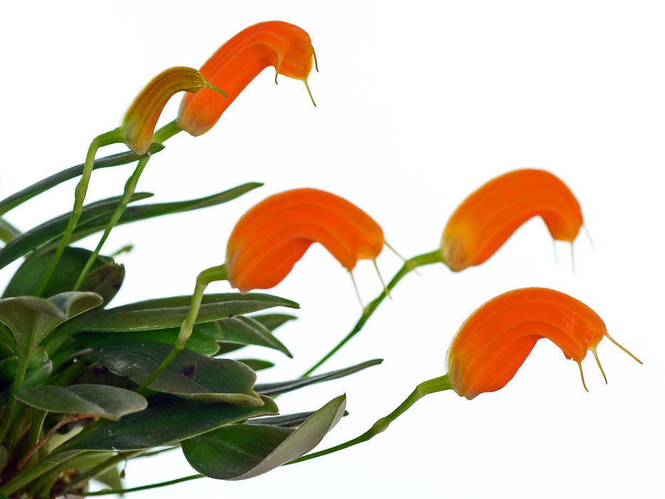 Masdevallia maxilimax