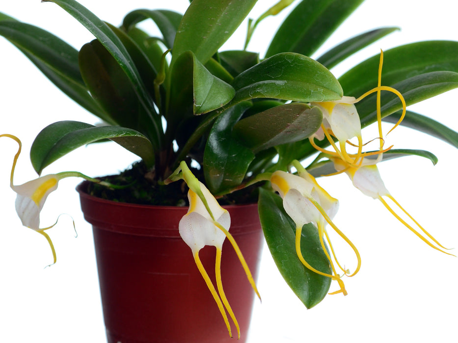 Masdevallia mejiana