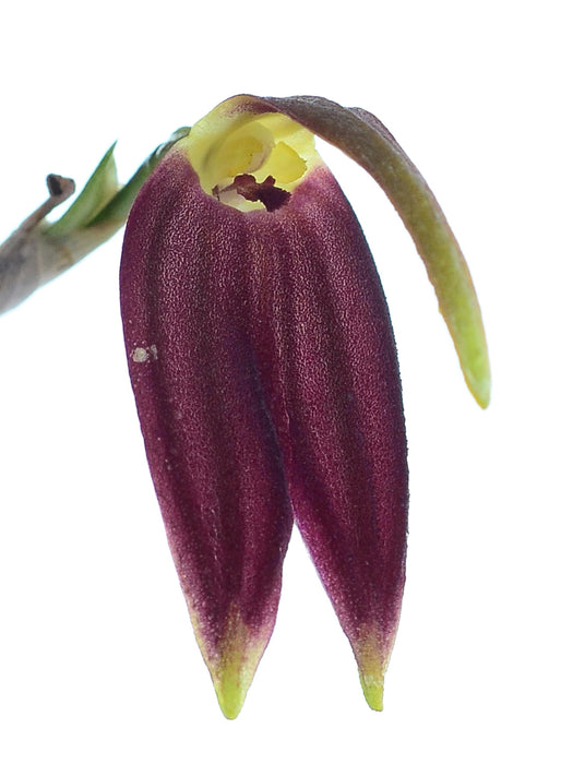 Masdevallia melanoxantha