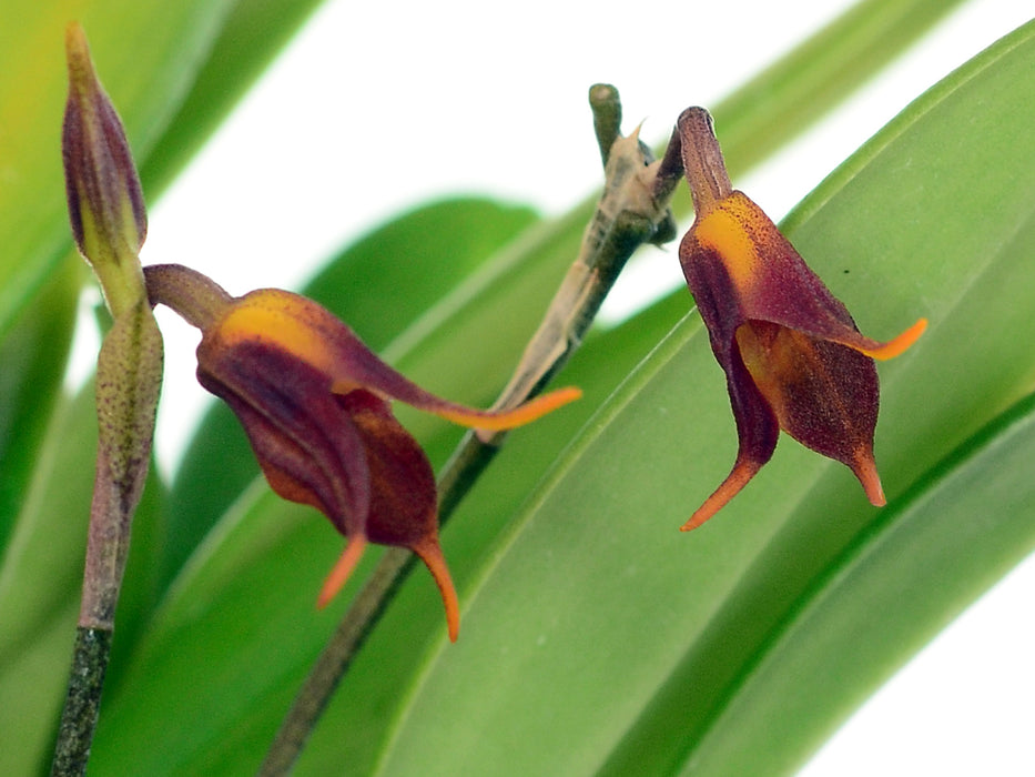 Masdevallia menatoi