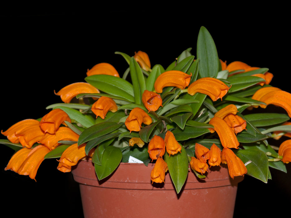 Masdevallia mendozae red