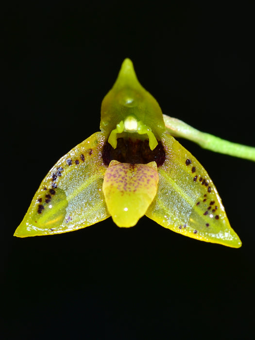 Masdevallia mentosa