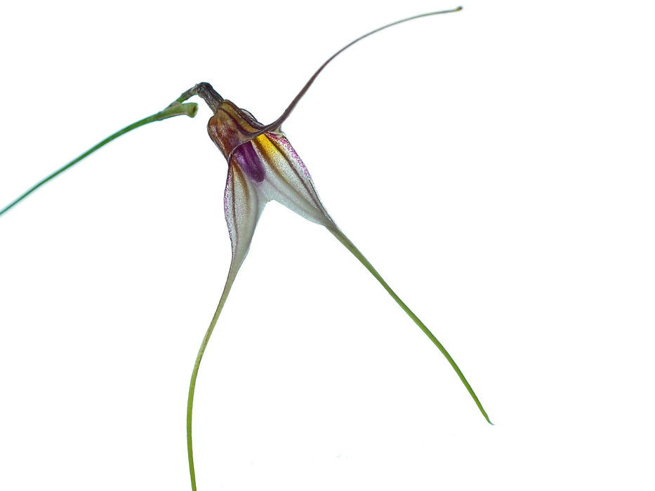 Masdevallia merinoi