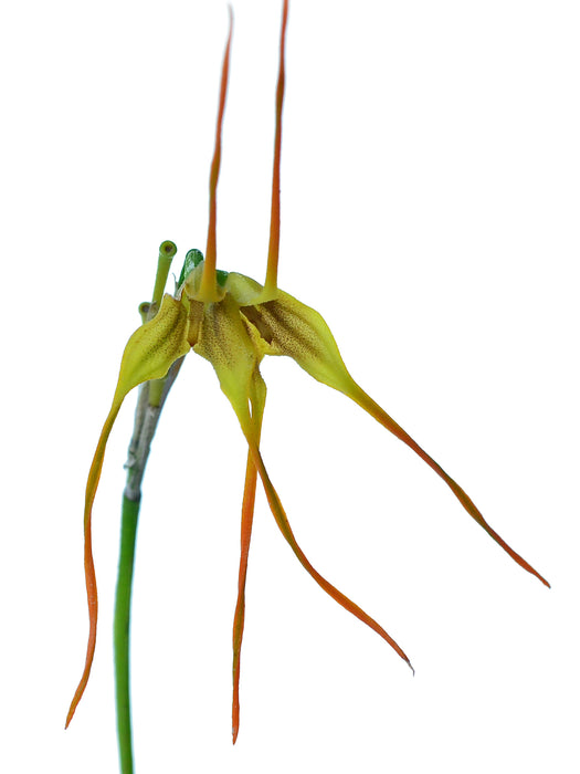 Masdevallia mezae