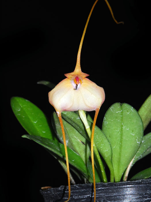 Masdevallia microptera