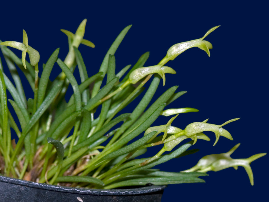 Masdevallia minuta