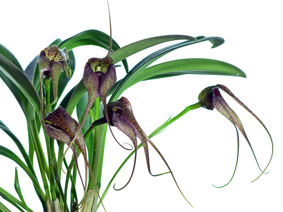 Masdevallia misasii