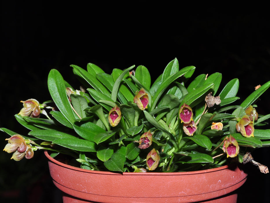 Masdevallia molossoides