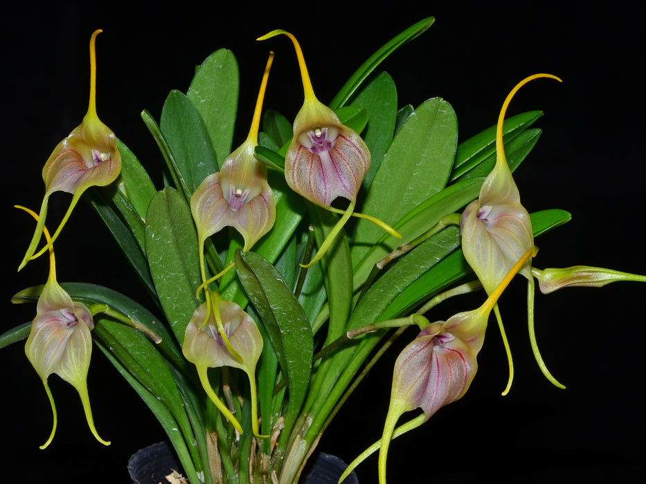 Masdevallia monicana