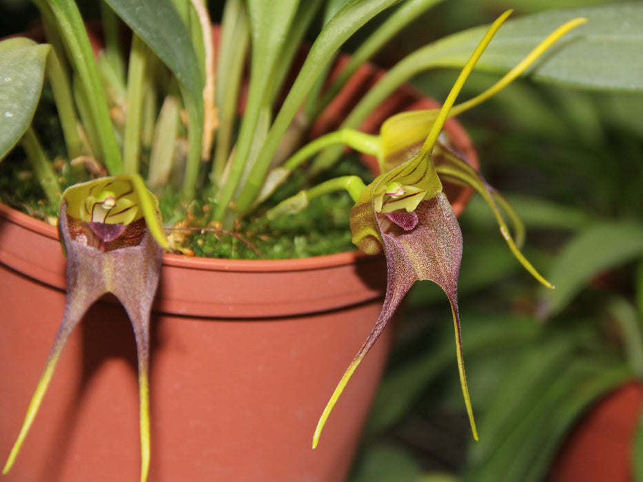 Masdevallia mooreana