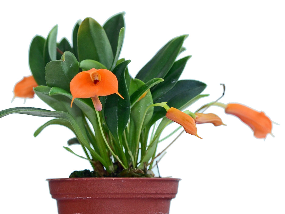 Masdevallia morochoi