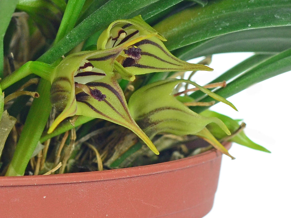 Masdevallia murex