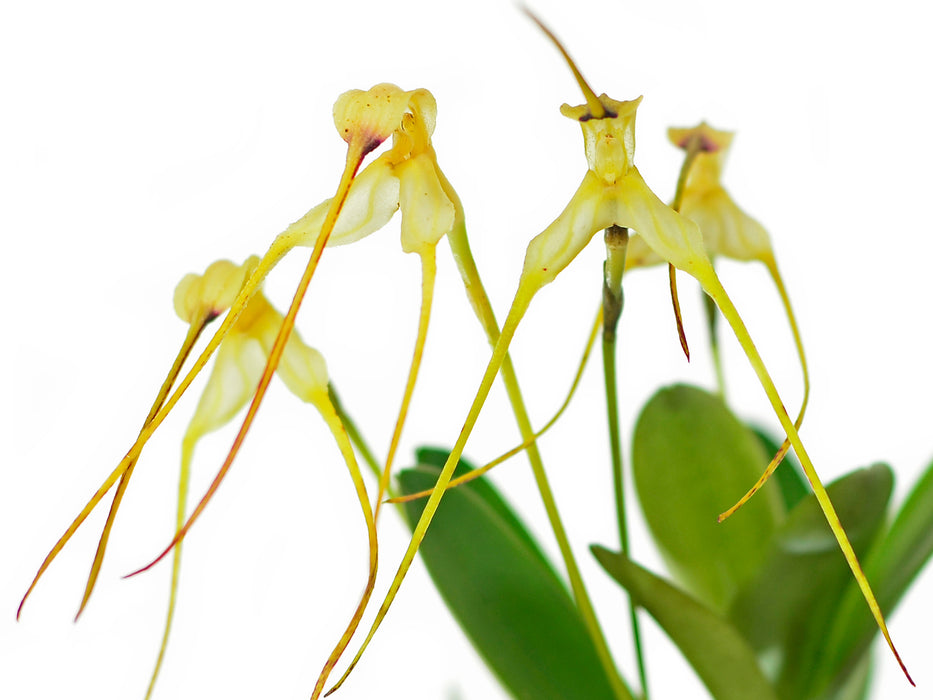 Masdevallia naevia