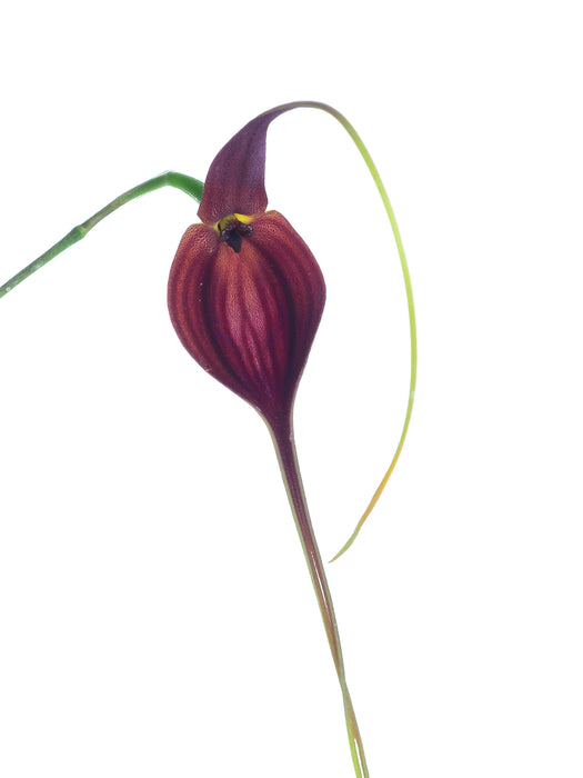 Masdevallia newmaniana