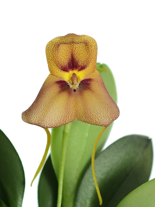 Masdevallia nikoleana