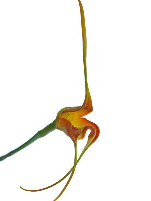 Masdevallia norops