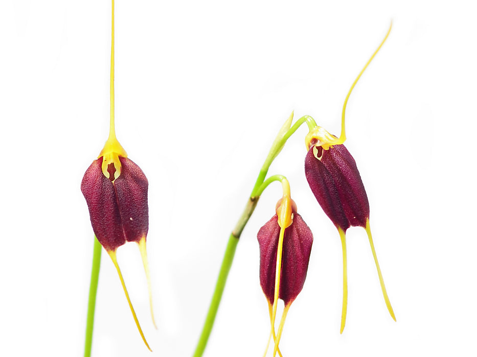 Masdevallia odontopetala