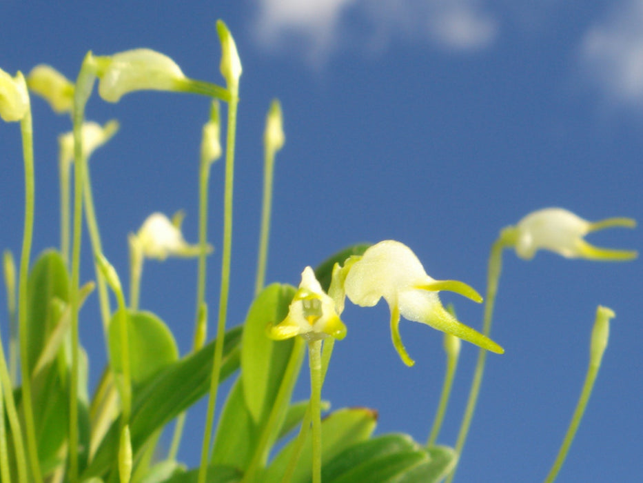 Masdevallia ophioglossa