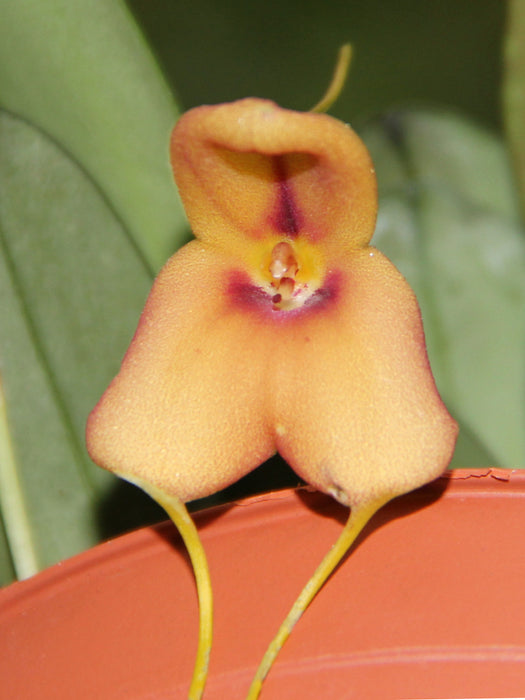 Masdevallia ortalis