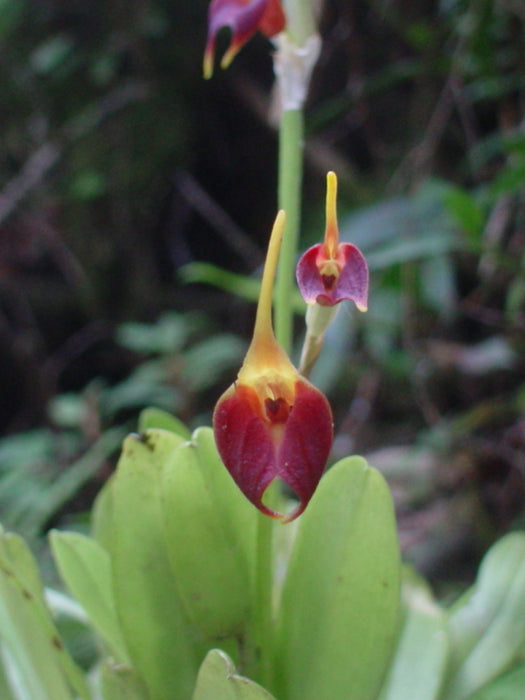 Masdevallia patchicutzae