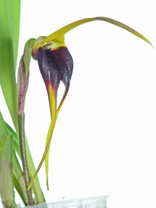 Masdevallia pachysepala