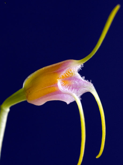 Masdevallia paivaeana