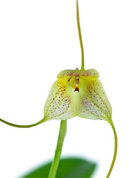 Masdevallia pandurilabia